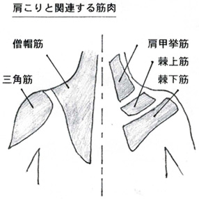 肩こりと関連する筋肉