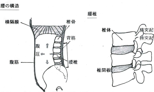 腰の構造